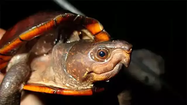 La Kinosternon creaseri, conocida como tortuga de pantano de Yucatán o Xtuk’is en lengua maya, está en riesgo de extinción