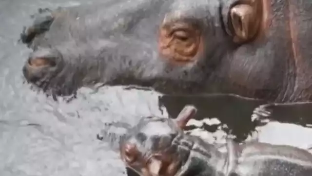 La cría de hipopótamo del Nilo nació el 13 de julio (Especial)