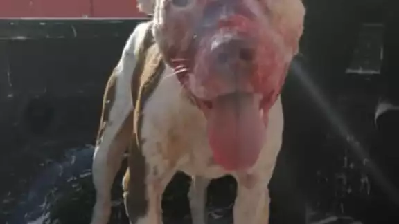 Perro pitbull que atacó a tres animales Perro pitbull que atacó a tres animales