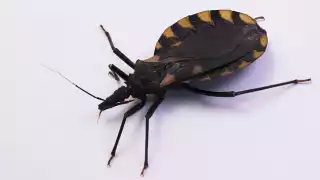 La dependencia federal recórdó que es una enfermedad potencialmente mortal