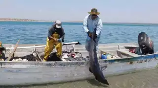 La pesca ilegal de tiburones se castiga con años de prisión