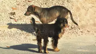 Ciudadano pide campañas para esterilizar a perros de la calle en José María Morelos