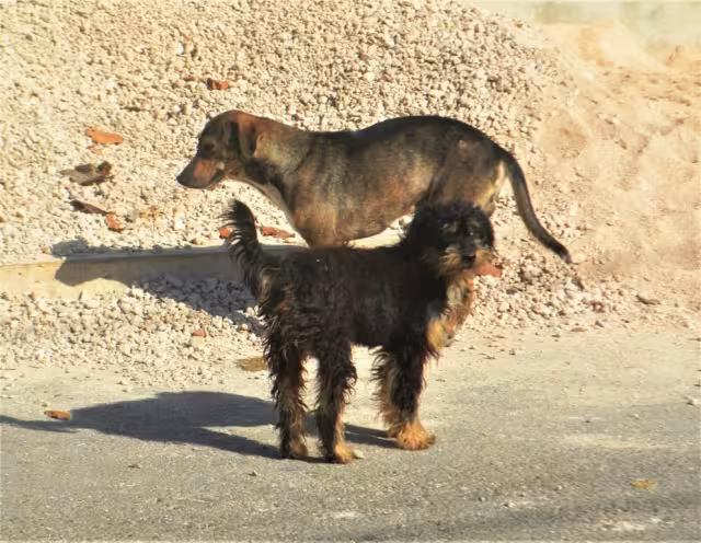 Ciudadano pide campañas para esterilizar a perros de la calle en José María Morelos