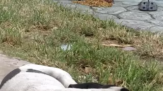 En el Cono Sur de Yucatán es donde ocurren la mayoría de estos incidentes