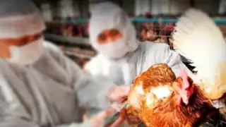 Rusia detecta primer caso de transmisión de cepa H5N8 de gripe aviar en humanos