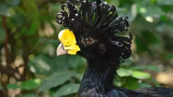 El hocofaisán (kambul) es un ave terrestre endémica de la Península de Yucatán. El hocofaisán (kambul) es un ave terrestre endémica de la Península de Yucatán.