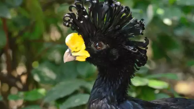 El hocofaisán (kambul) es un ave terrestre endémica de la Península de Yucatán.