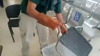 Hasta el momento se desconoce como el réptil llegó al nosocomio