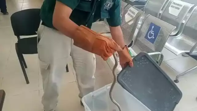 Hasta el momento se desconoce como el réptil llegó al nosocomio