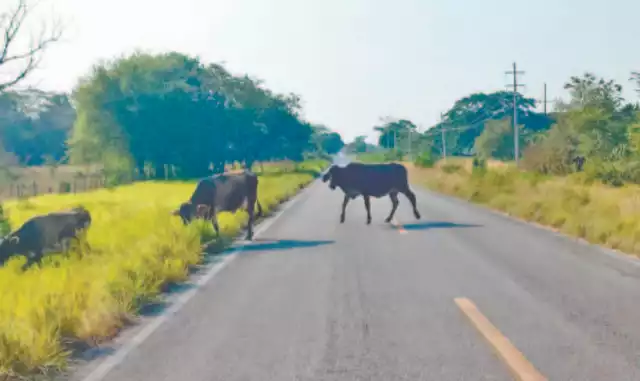 Conductores piden a ganaderos encerrar a sus animales en los potreros.