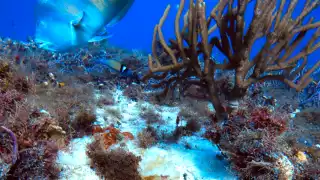 Desarrollo turístico de Royal Caribbean daña manglares y arrecifes de Cozumel