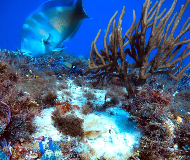 Ambientalistas evidenciaron que ha aumentado la presencia de algas sobre los corales.