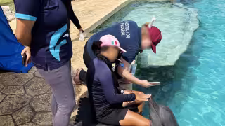 Profepa mantiene vigilancia sobre nueve delfines asegurados en Dolphin Connection Cancún