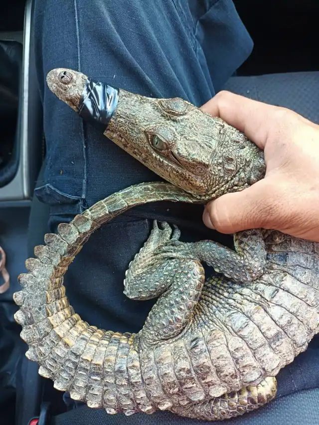 Los avistamientos ya no se limitan a cuerpos de agua o terrenos baldíos, sino que ocurren dentro de casas y calles con alta circulación