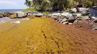 La talofita cubre extensos tramos de arenales y el olor de la descomposición domina la zona costera