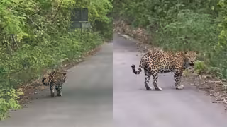 Captan un jaguar caminando tranquilamente en Calakmul; el video sorprende tras avistamiento en Campeche