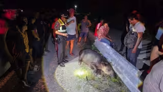Rescatan tapir herido en la carretera Escárcega–Chetumal.