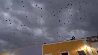 Cientos de golondrinas llenaron el cielo de San Francisco de Campeche antes de una tormenta eléctrica