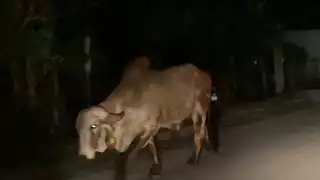 Un toro escapado de un rancho caminaba libremente por calles de la colonia Esperanza en Campeche, generando temor entre los vecinos.