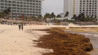 La batalla contra el sargazo no puede librarse sólo en las playas