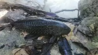  “Pez diablo  invade la bahía de Chetumal", señalan investigadores  