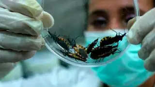 Avanza el mal de Chagas en Quintana Roo