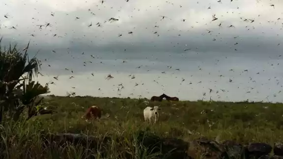 Habitantes notaron la manga de acrídidos; expertos aseguran que esto no representa riesgo Habitantes notaron la manga de acrídidos; expertos aseguran que esto no representa riesgo