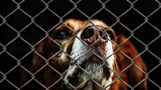 Autoridades prevén penas más severas en el reglamento