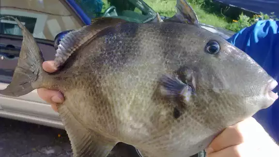 La cochina de mar puede prepararse a manera de un salpicón o tsi'ik