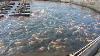 Mueren cerca de 150 mojarras en Sabancuy  