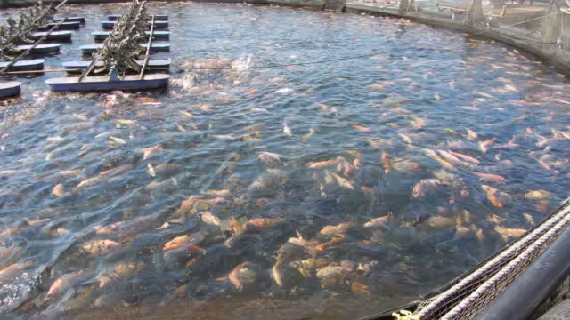 El incidente se debió a una falla en la bomba que oxigena el agua