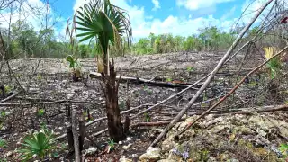 Ejidatarios de San Isidro Poniente aclaran que no hay tala ni venta de parcelas a menonitas