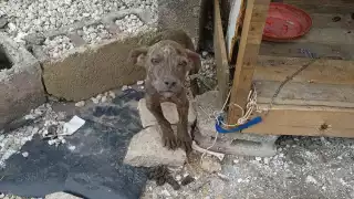 Los tres perros serán atendidos por el Ayuntamiento de Mérida