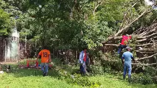 Árbol de mango cae sobre vivienda y kínder en Santa Isabel, Palizada