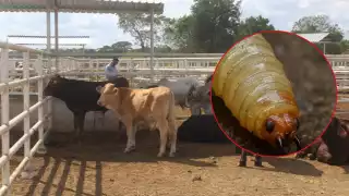 Además de afectar al ganado bovino, también ha comenzado a impactar a equinos, porcinos y recientemente a animales domésticos