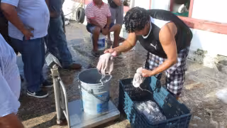 Pulpo en Yucatán: pescadores reportan capturas de hasta 5 toneladas en primeros viajes