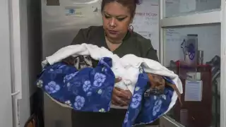 La Organización Mundial de Sanidad Animal advierte del contagio de mascotas en Yucatán