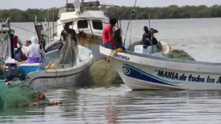 El sector pesquero exhorta a la gente a abstenerse de comprar y consumir especies en prohibición