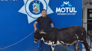 Recupera su res; el ladrón la comerció