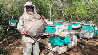 Cinco municipios reportan apiarios improductivos por retraso en la floración