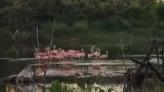  Avistan flamencos en costas de Champotón 
