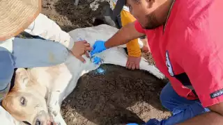 Gusano barrenador en humanos: Síntomas de la miasis en una persona y cómo puede contagiarse