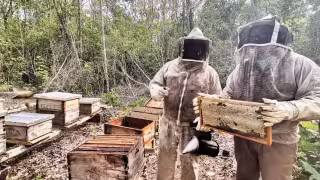 De exportadores líderes a colmenas vacías: la otra cara de la miel yucateca