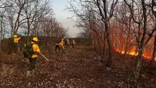 Temporada de incendios en Campeche deja más de 5 mil hectáreas afectadas