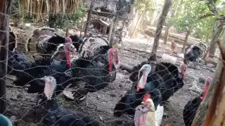 Campesinos, sin grandes beneficios por venta de pavo