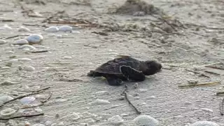 En lo que va de la temporada de verano han liberado más de 90 mil crías en la costa yucateca