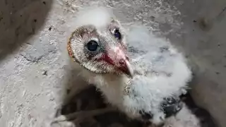 Rescatan a dos lechuzas  en Mérida luego de que se derribara la palma en donde habitaban      