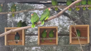 Conservación de loros en la Península de Yucatán