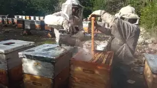 La población de abejas ha sufrido una disminución alarmante durante los últimos años