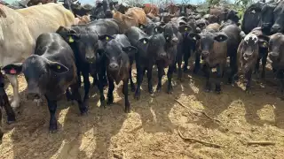 Los ganaderos de Escárcega toman medidas precautorias ante cualquier síntoma en las reses